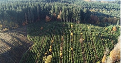 Plantons pour l’avenir : 3 millions d’euros collectés pour reboiser 1 000 ha de forêts en France