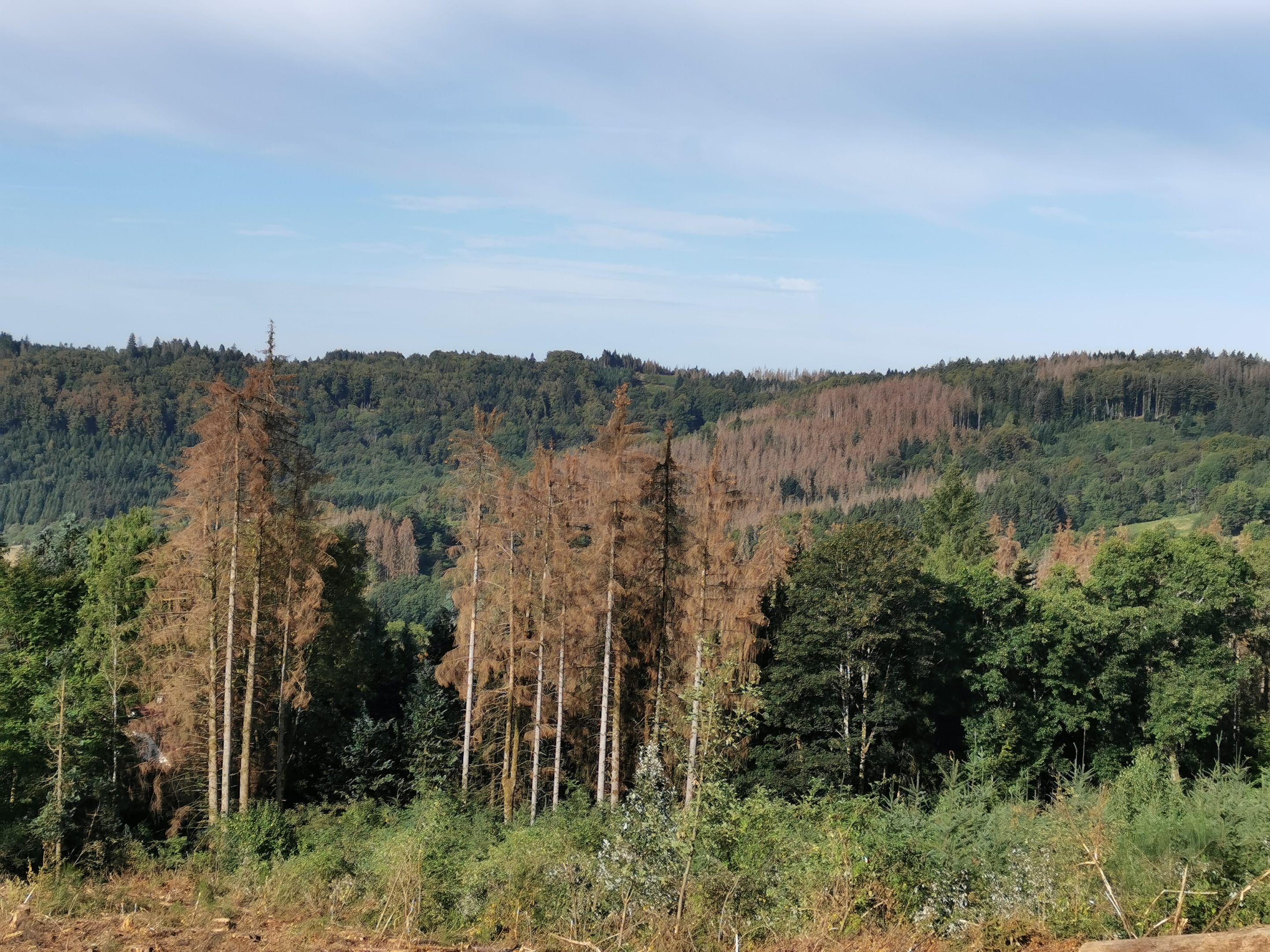 Cycle de webinaires - La forêt et la filière bois - Solagro